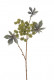 RICINUS 50 CM VERT