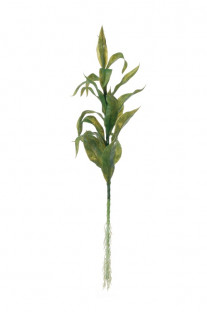DRACAENA 50 CM