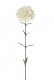 OEUILLET CLAVEL 67 CM CREME