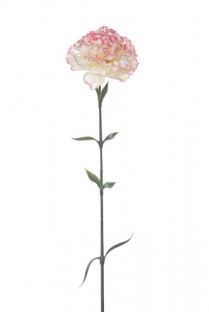 OEUILLET CLAVEL 67 CM BLANC/ROUGE