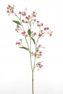 HELIOPHILA 110 CM CÉRISE