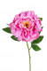 PAEONIA 78CM ROSA INTENSO