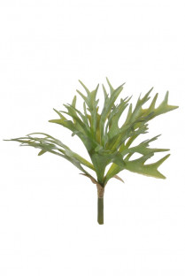 PLATYCERIUM H30CM VERT