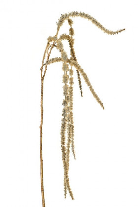 AMARANTHUS 120CM NATURAL