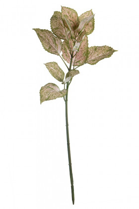 HYPOESTES 57CM VD/ROSA