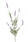 LAVENDA 67CM LILA