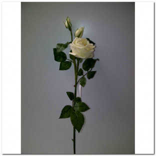ROSA BLANCA.