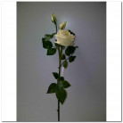 ROSA BLANCA.