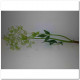 FENNEL BLANCO