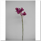 PHALANOPSIS