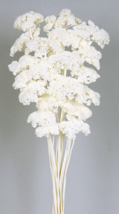 ACHILEA FILIPENDULINA 70CM BLANCA