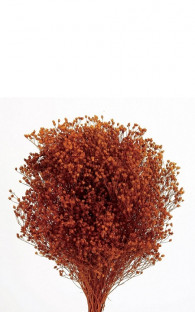 BROOMS NARANJA