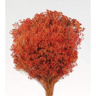 BROOMS NARANJA F.