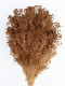 BROOMS MARRON