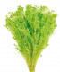 BROOMS VERDE PISTACHO