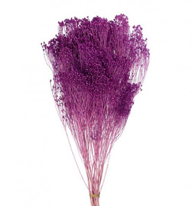 BROOMS LILA BORRAVINO