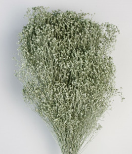 BROOMS VERDE SALVIA