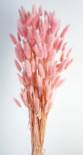 LAGURUS 60CM ROSA