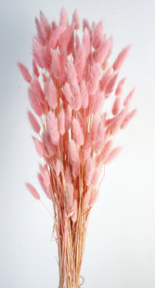 LAGURUS 60CM ROSA