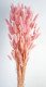 LAGURUS 60CM ROSA