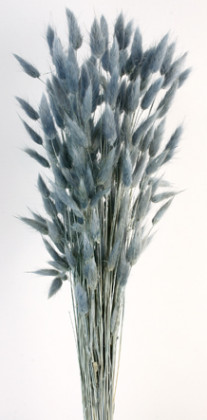 LAGURUS 60CM AZUL CELESTE.
