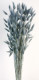 LAGURUS 60CM AZUL CELESTE.