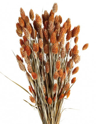 PHALARIS TEJA