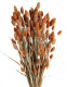PHALARIS TEJA