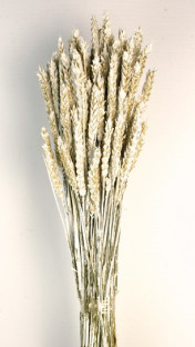 TRIGO FLO BLANCO