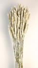 TRIGO FLO BLANCO