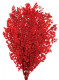 RUSCUS PRES ROJO.