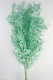 RUSCUS PRES VERDE AQUA