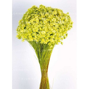 GLIXIA VERDE