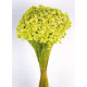 GLIXIA VERDE