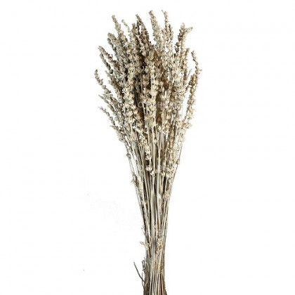 LAVANDA PRES 150 G. BLANCO