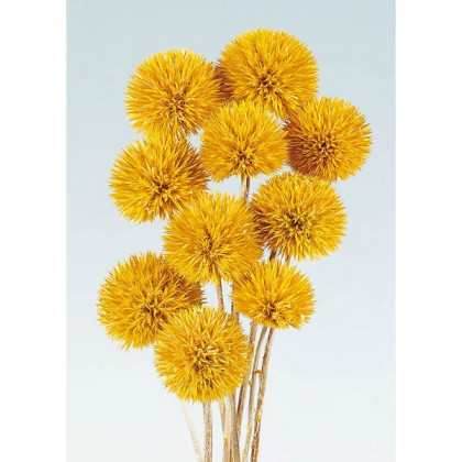 ECHINOPS PRES AMARILLO