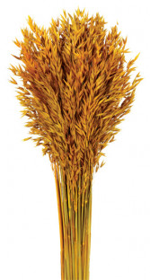 AVENA SATIVA NARANJA