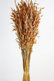 AVENA SATIVA TEJA