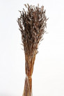 AVENA SATIVA CAFE