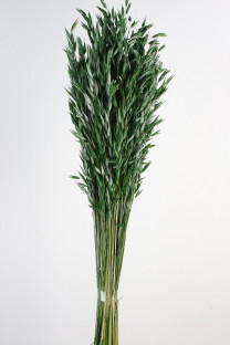 AVENA SATIVA VERDE