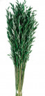 AVENA SATIVA VERDE MENTA