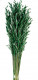 AVENA SATIVA VERDE MENTA