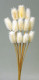 CARDO MINI BLANCO