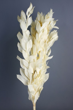 RUSCUS PRES GIGANTE BLANCO.