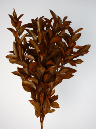 RUSCUS PRES GIGANTE MARRON.