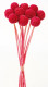 CRASPEDIA PRES. FUCSIA