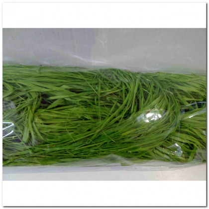 RAFIA VERDE
