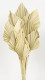 PALM SPEAR NATURAL