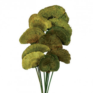 MUSH SPONGE VERDE