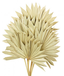 PALM SUN TOSTADO